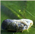metcalfa lotta biologica curare le piante