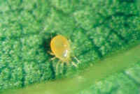 ragnetto malattie piante