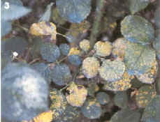 ruggine peronospora ticchiolatura